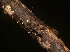 Stenellipsis pantherina