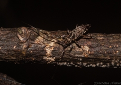 Stenellipsis pantherina