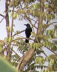 Corvus macrorhynchos