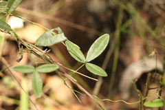 Glycine cyrtoloba