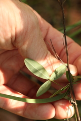 Glycine cyrtoloba