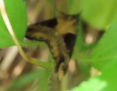 Dichromia quinqualis