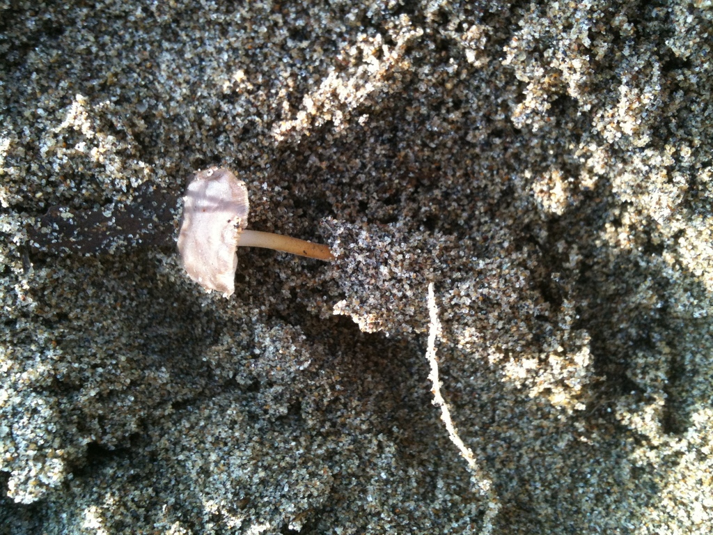 Strobilurus stephanocystis · March 2012 · photo: © atsushi_nakajima_cirque (iNaturalist, cc-by)