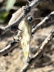 Pontia glauconome