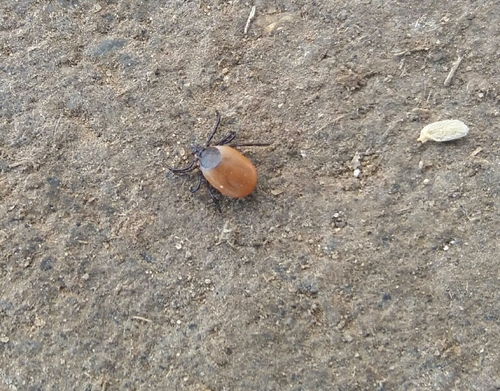 kliešť obyčajný (Ixodes ricinus)