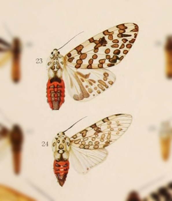Hypercompe burmeisteri