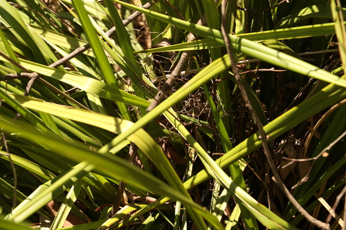 Image of Dianella brevipedunculata by (c) Greg Tasney, some rights reserved (CC BY-SA)