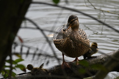 Anas platyrhynchos