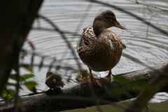 Anas platyrhynchos