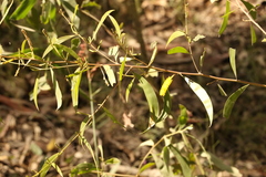Acacia julifera