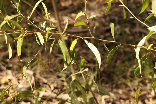 Image of Acacia julifera by (c) Greg Tasney, some rights reserved (CC BY-SA)