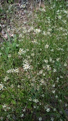 Capsella bursa-pastoris