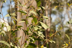 Acacia julifera
