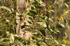 Acacia julifera