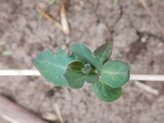 Lonicera caprifolium