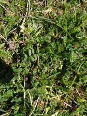 Ornithopus perpusillus