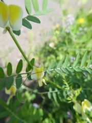 Vicia hybrida