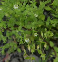 Arenaria deflexa
