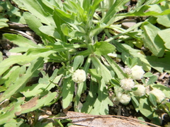 Trifolium tomentosum
