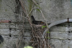 Turdus merula