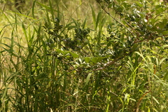 Psydrax odorata odorata