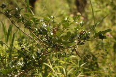 Psydrax odorata odorata