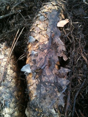 Piceomphale bulgarioides