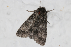 Acronicta megacephala