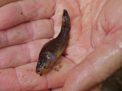 Aphredoderus sayanus