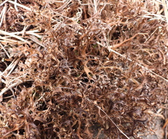Cetraria ericetorum