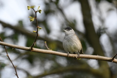Sylvia atricapilla