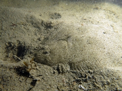 Scophthalmus rhombus