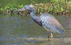 Egretta tricolor image