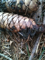 Piceomphale bulgarioides