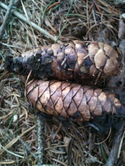 Piceomphale bulgarioides