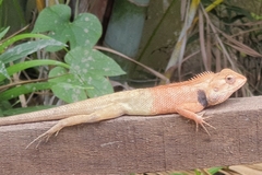 Calotes versicolor