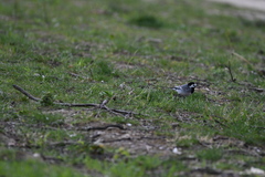 Motacilla alba