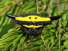 Gasteracantha hecata