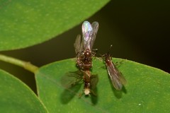 Acropyga