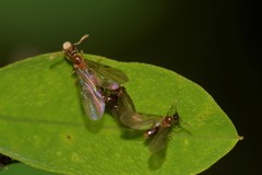 Acropyga