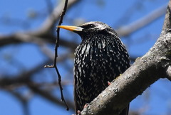 Sturnus vulgaris