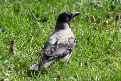 Corvus cornix