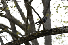 Sturnus vulgaris