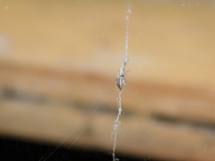 Zosis geniculata