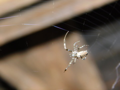 Zosis geniculata