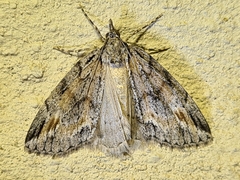 Mictodoca toxeuta