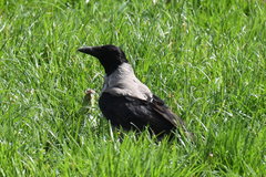 Corvus cornix