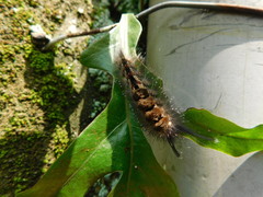 Dasychira