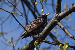 Sturnus vulgaris