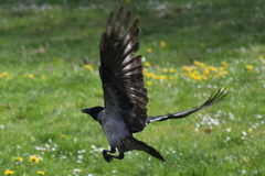 Corvus cornix
